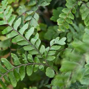 Adiantum hispidulum 1lt