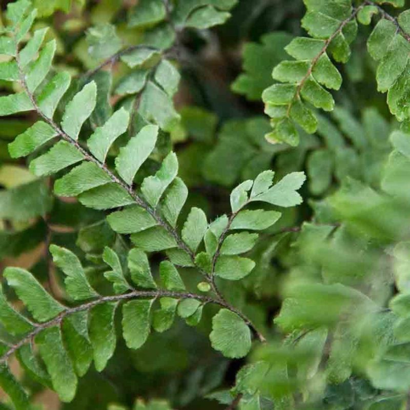 Adiantum hispidulum 1lt