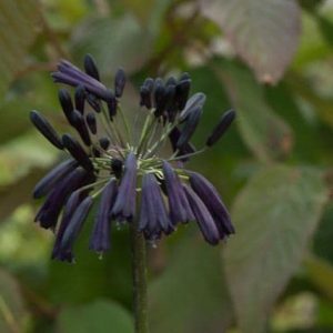 Agapanthus Black Magic 2lt