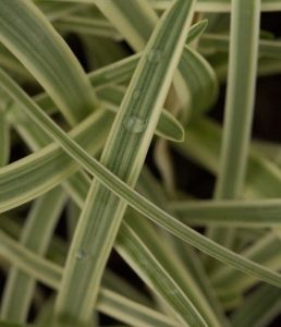 Agapanthus Tinkerbell 2lt