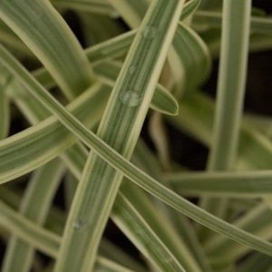 Agapanthus Tinkerbell 2lt