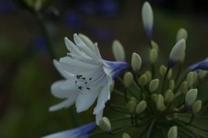 Agapanthus Twister 3lt
