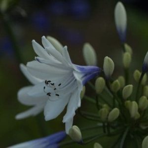 Agapanthus Twister 3lt