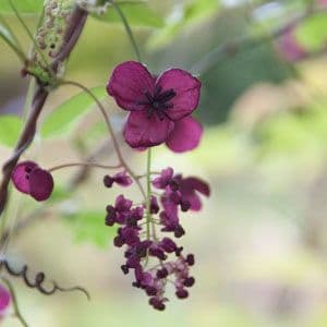 Akebia quinata