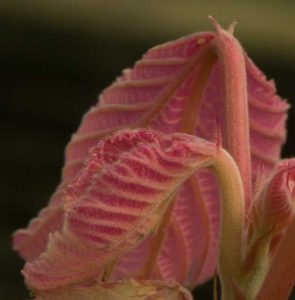 Alchornea davidii 3lt