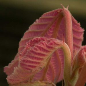 Alchornea davidii 3lt
