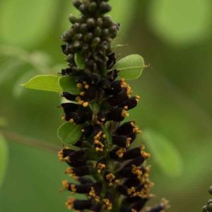 Amorpha fruticosa 3lt