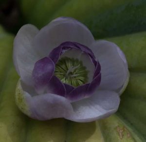 Anemonopsis macrophylla 3lt