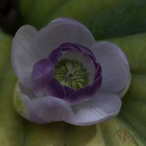 Anemonopsis macrophylla 3lt