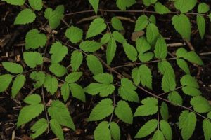 Aralia kansuensis - BWJ7650 3lt