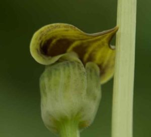 Arisaema flavum 2lt