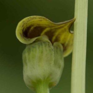 Arisaema flavum 2lt