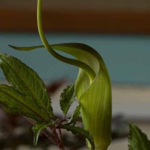 Arisaema helleborifolium 1lt