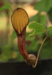 Aristolochia sempervirens BSWJ13600 3lt