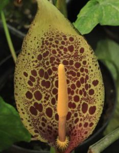 Arum italicum Curtis Giant 2lt