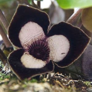 Asarum Maximum 'Silver Panda'
