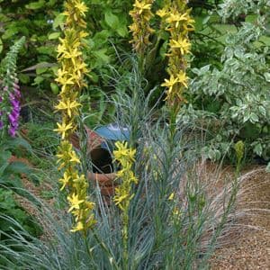 Asphodeline lutea  3lt