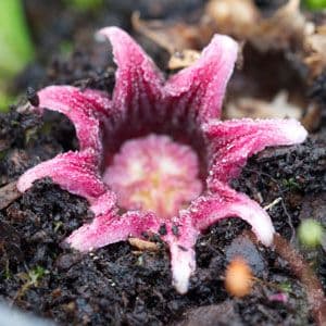 Aspidistra aff. daibuensis 'Tidy Trim' - BSWJ6866 2lt
