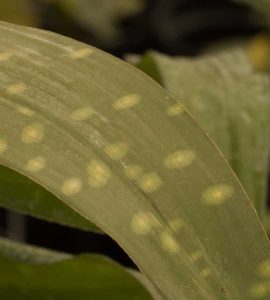 Aspidistra sichuanensis Spotty 3lt