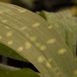 Aspidistra sichuanensis Spotty 3lt