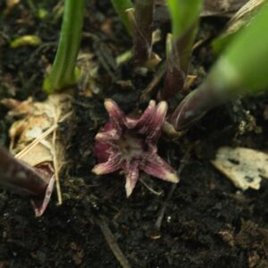 Aspidistra small amd smart