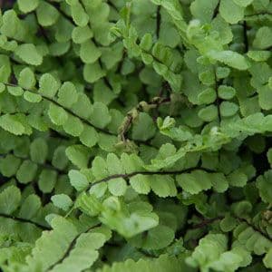 Asplenium trichomanes 1lt