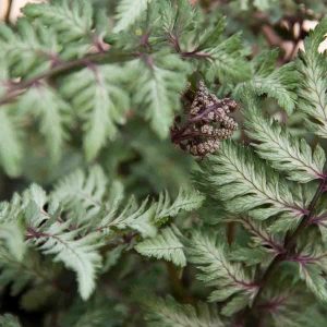Athyrium nipponicum var pictum Silver Falls 1lt