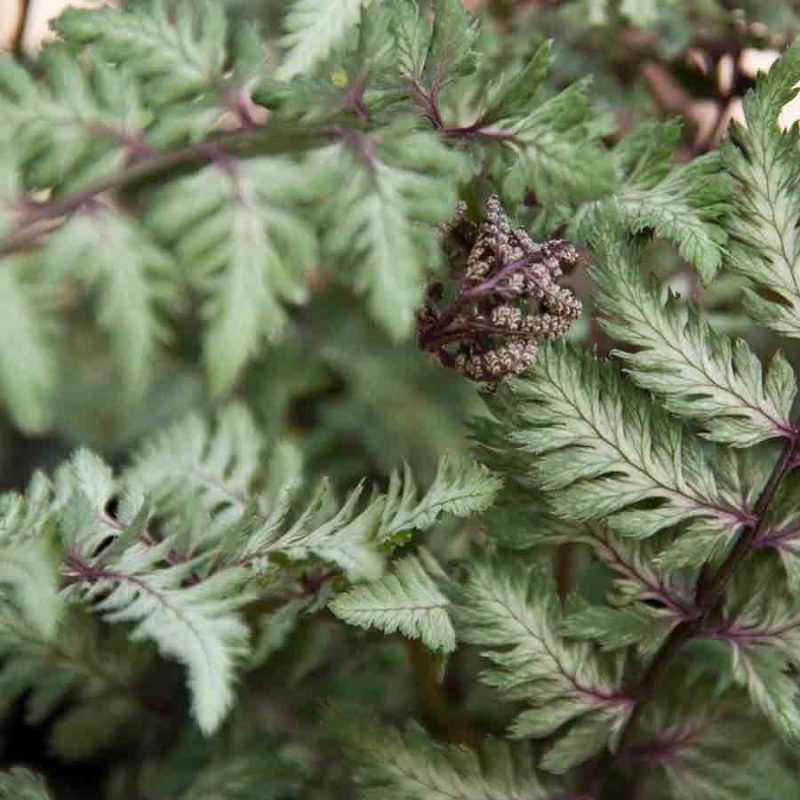 Athyrium nipponicum var pictum Silver Falls 1lt
