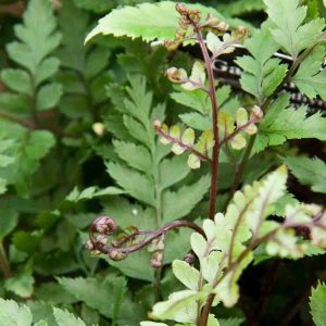 Athyrium otophorum var Okanum 1lt