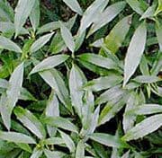 Aucuba japonica salicifolia