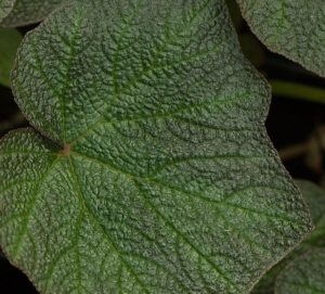 Begonia Burle Marx 2lt