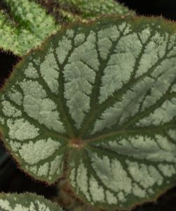 Begonia ex Siam 9cm