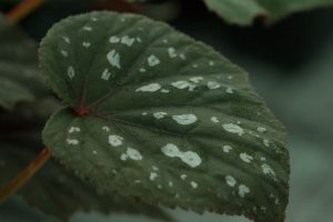 Begonia grandis Bells and Whistles 9cm