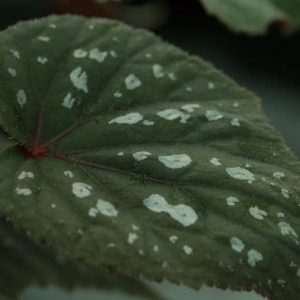 Begonia grandis Bells and Whistles 9cm