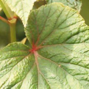 Begonia grandis ssp evansiana 'alba' 9cm