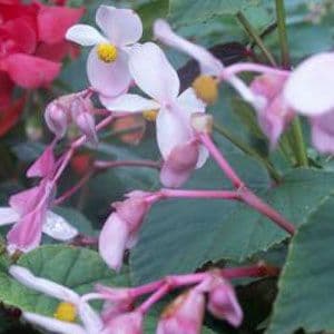 Begonia grandis ssp evansiana 'Claret Jug' 9cm