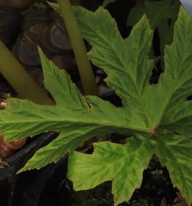 Begonia koelzii 2lt