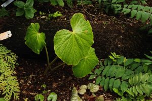 Begonia silletensis var. mengyanensis 9cm