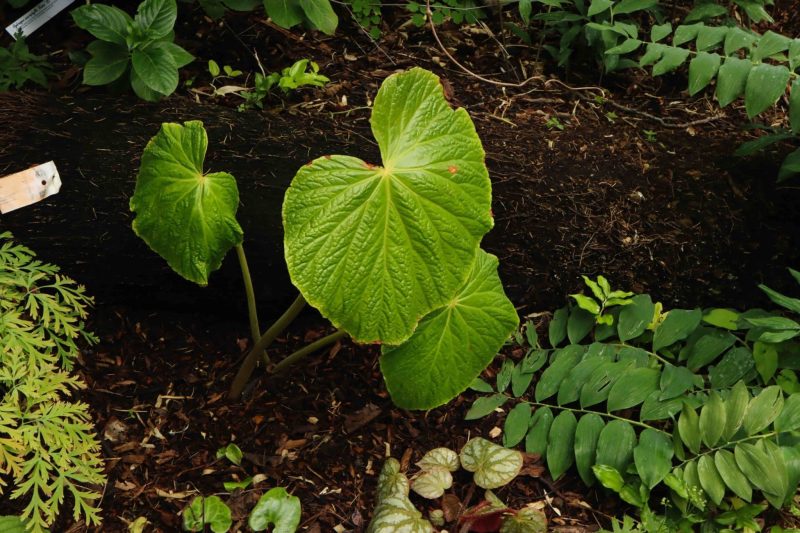 Begonia silletensis var. mengyanensis 9cm