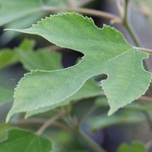 Broussonetia papyrifera