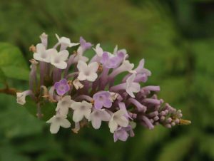 Buddleja venenifera f. calvescens BSWJ895 3lt