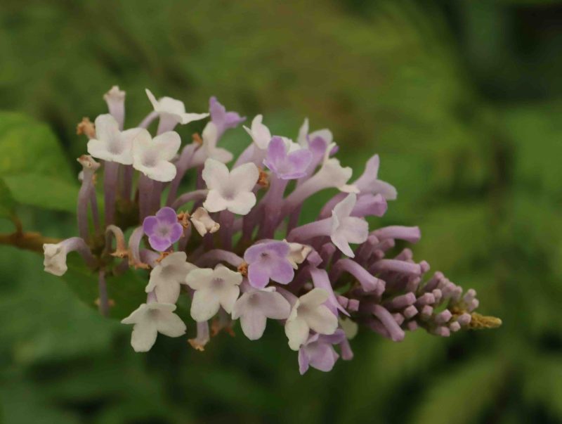 Buddleja venenifera f. calvescens BSWJ895 3lt