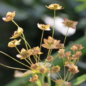 Bupleurum longifolium