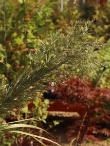 Calamagrostis brachytricha 2lt