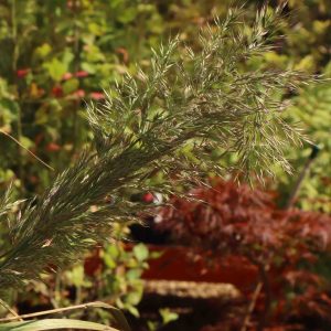 Calamagrostis brachytricha 2lt