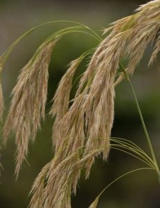 Calamagrostis emodensis 3lt