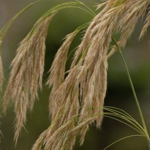 Calamagrostis emodensis 3lt