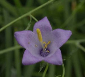 Campanula kemulariae 1lt
