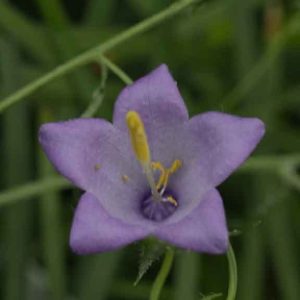 Campanula kemulariae 1lt