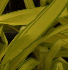 Carex siderosticha Banana Boat 1lt